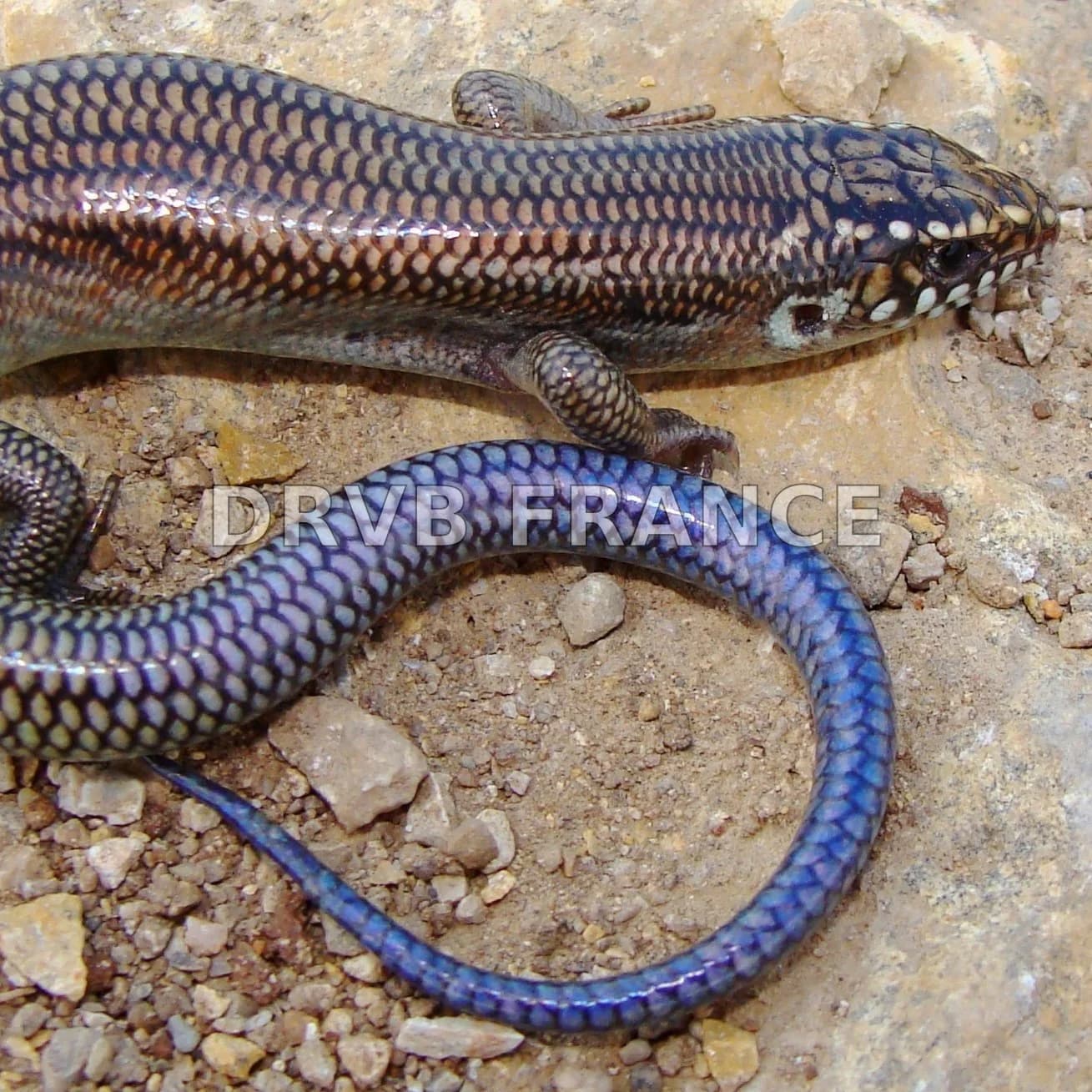 It Took Ten Years to Find Just Two of These Small Lizards